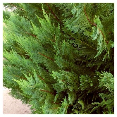 Cypress 'Leyland' 1pc - National Plant Network U.S.D.A Hardiness Zone 5-9 - 2.5 Quart 2 Cypress 'Leyland' 1pc - National Plant Network U.S.D.A Hardiness Zone 5-9 - 2.5 Quart - Image 2