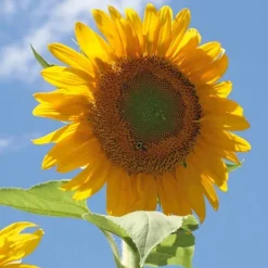 Back To The Roots 5pk Organic USA Flower Seeds 10 Back To The Roots 5pk Organic USA Flower Seeds -D'Eco Store GUEST 00fe6079 8f7b 4c04 ada9 860c92cb4426