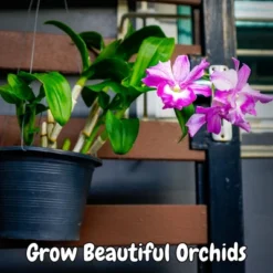 Soil Sunrise 2qt Orchid Potting Soil Mix; Fast Draining Healthy Media 11 Soil Sunrise 2qt Orchid Potting Soil Mix; Fast Draining Healthy Media -D'Eco Store GUEST 046d9ce8 201f 4454 ad3c 210a6e3ef83b