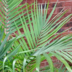 National Plant Network Live Indoor/Outdoor Majesty Palm Plant - 1ct 2.5qt 13 National Plant Network Live Indoor/Outdoor Majesty Palm Plant - 1ct 2.5qt -D'Eco Store GUEST 05372d1b 4b75 4eaa 80b4 8bfa0285dadb