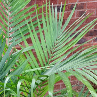 National Plant Network Live Indoor/Outdoor Majesty Palm Plant - 1ct 2.5qt 5 National Plant Network Live Indoor/Outdoor Majesty Palm Plant - 1ct 2.5qt - Image 5