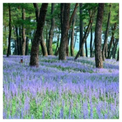 Liriope 'Big Blue' 1pc - National Plant Network - U.S.D.A. Hardiness Zones 5 - 10 9 Liriope 'Big Blue' 1pc - National Plant Network - U.S.D.A. Hardiness Zones 5 - 10 -D'Eco Store GUEST 06213c26 2138 4d07 82e6 23b5390bf7d4