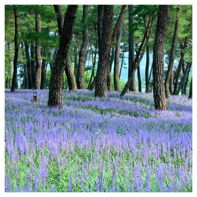 Liriope 'Big Blue' 1pc - National Plant Network - U.S.D.A. Hardiness Zones 5 - 10 5 Liriope 'Big Blue' 1pc - National Plant Network - U.S.D.A. Hardiness Zones 5 - 10 - Image 5