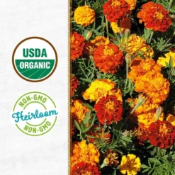 Back To The Roots Organic Marigold Flower Grow Kit With Plantable Starting Pot Soil And Seeds 12 Back To The Roots Organic Marigold Flower Grow Kit With Plantable Starting Pot Soil And Seeds -D'Eco Store GUEST 07e0db09 d52e 4bd0 9526 bd6e57d04dc1