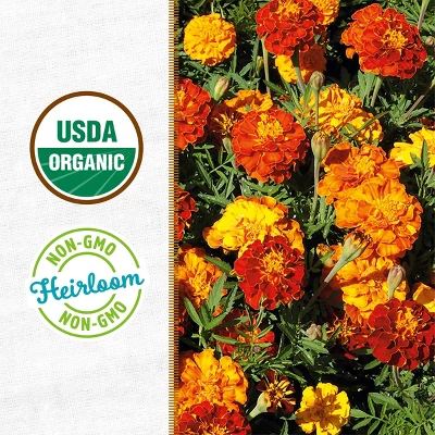 Back To The Roots Organic Marigold Flower Grow Kit With Plantable Starting Pot Soil And Seeds 3 Back To The Roots Organic Marigold Flower Grow Kit With Plantable Starting Pot Soil And Seeds - Image 3