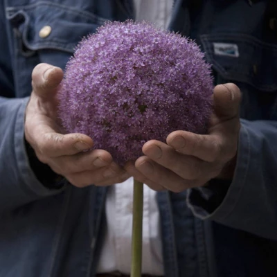 Van Zyverden Allium Purple Giganteum Flower Bulb 2 Van Zyverden Allium Purple Giganteum Flower Bulb - Image 2