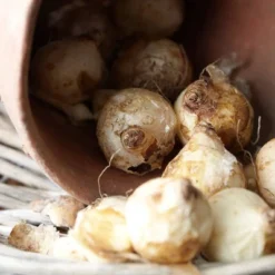 50ct Grape Hyacinths Bulbs - Van Zyverden 7 50ct Grape Hyacinths Bulbs - Van Zyverden -D'Eco Store GUEST 0adf20d9 c78d 4995 96eb 8be6c1efe27f