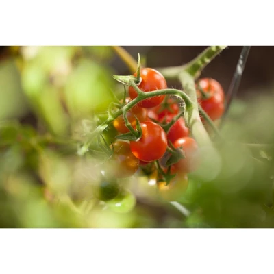 Native Soil Natural Fertilizer And Soil Conditioner (1 Pound) 1 Native Soil Natural Fertilizer And Soil Conditioner (1 Pound)