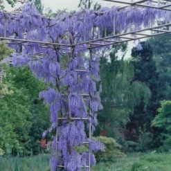 Wisteria 'Blue' 1pc U.S.D.A. Hardiness Zones 3-9 National Plant Network 2.5qt 5 Wisteria 'Blue' 1pc U.S.D.A. Hardiness Zones 3-9 National Plant Network 2.5qt -D'Eco Store GUEST 0ebe004b 271e 45fe b0b5 124d25dbc6c8