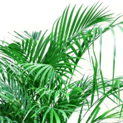 National Plant Network Live Indoor/Outdoor Majesty Palm Plant - 1ct 2.5qt 15 National Plant Network Live Indoor/Outdoor Majesty Palm Plant - 1ct 2.5qt -D'Eco Store GUEST 0fdd6211 f154 4f2a 9319 b39088d267d9