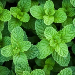 Burpee Herb ' Spearmint' 1pc Seasonal Grown In All U.S.D.A. Hardiness Zones National Plant Network 4" 8 Burpee Herb ' Spearmint' 1pc Seasonal Grown In All U.S.D.A. Hardiness Zones National Plant Network 4" -D'Eco Store GUEST 100e878e 266f 4bca acf5 de112cd579e7