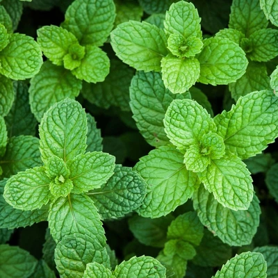 Burpee Herb ' Spearmint' 1pc Seasonal Grown In All U.S.D.A. Hardiness Zones National Plant Network 4" 4 Burpee Herb ' Spearmint' 1pc Seasonal Grown In All U.S.D.A. Hardiness Zones National Plant Network 4" - Image 4