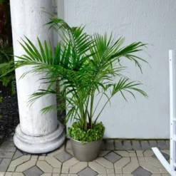 National Plant Network Live Indoor/Outdoor Majesty Palm Plant - 1ct 2.5qt 11 National Plant Network Live Indoor/Outdoor Majesty Palm Plant - 1ct 2.5qt -D'Eco Store GUEST 1042d964 02fd 4ed3 8080 dfa842cab4a7