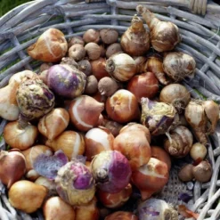 Van Zyverden 46ct Bulbs Multicolored Unison Spring Blooming Patio Planter Set 8 Van Zyverden 46ct Bulbs Multicolored Unison Spring Blooming Patio Planter Set -D'Eco Store GUEST 10b234b1 254a 4d4a 8e54 1c85e48c896d