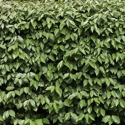 Elaeagnus 2.25gal U.S.D.A. Hardiness Zones 7-9 - 1pc - National Plant Network 1 Elaeagnus 2.25gal U.S.D.A. Hardiness Zones 7-9 - 1pc - National Plant Network