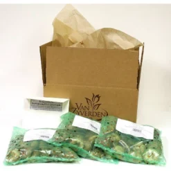 50ct Grape Hyacinths Bulbs - Van Zyverden 8 50ct Grape Hyacinths Bulbs - Van Zyverden -D'Eco Store GUEST 13206e6a e4b1 4f90 a751 22b8d96bb671