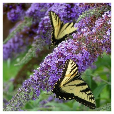 Lochinch Buddleia - National Plant Network 2 Lochinch Buddleia - National Plant Network - Image 2
