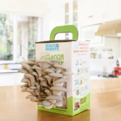 Back To The Roots Organic Mushroom Mini Grow Kit Pearl Oyster 9 Back To The Roots Organic Mushroom Mini Grow Kit Pearl Oyster -D'Eco Store GUEST 14af7100 855c 4d85 be8b ca6ce390920d