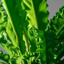 Victoria Birds Nest Fern - National Plant Network