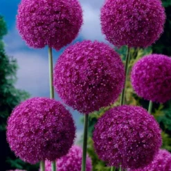Van Zyverden Allium Purple Giganteum Flower Bulb 7 Van Zyverden Allium Purple Giganteum Flower Bulb -D'Eco Store GUEST 16e87122 7e30 4de9 83de 69e6b115190c