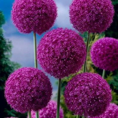 Van Zyverden Allium Purple Giganteum Flower Bulb 3 Van Zyverden Allium Purple Giganteum Flower Bulb - Image 3