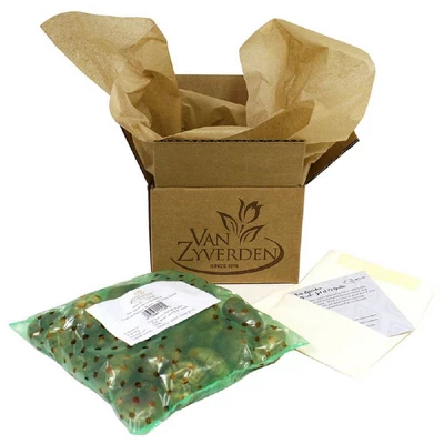 Van Zyverden Allium Purple Giganteum Flower Bulb 5 Van Zyverden Allium Purple Giganteum Flower Bulb - Image 5