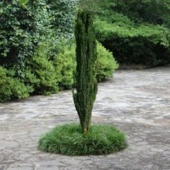 National Plant Network Live Outdoor Sky Pencil Holly Plant - 1ct 1gal 15 National Plant Network Live Outdoor Sky Pencil Holly Plant - 1ct 1gal -D'Eco Store GUEST 18834b8e 9ca6 4811 a60a f8471db64401