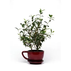 2.5qt Brew-Tea-Ful Plant - National Plant Network
