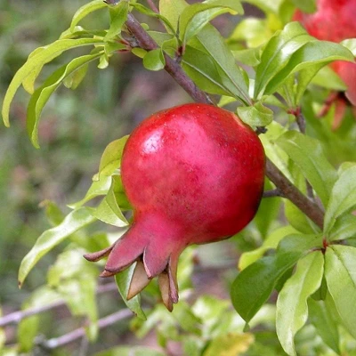 Dwarf Pomegranate - National Plant Network 1 Dwarf Pomegranate - National Plant Network