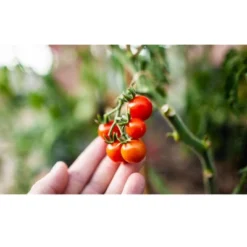 Coast Of Maine OMRI Listed Tomato And Vegetable Plant Potting Soil Compost Blend For Container Gardens And Flower Pots, 20 Quart Bag 6 Coast Of Maine OMRI Listed Tomato And Vegetable Plant Potting Soil Compost Blend For Container Gardens And Flower Pots, 20 Quart Bag -D'Eco Store GUEST 1b164dd3 2120 40a0 877f 22346e4a8612