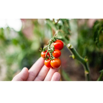 Coast Of Maine OMRI Listed Tomato And Vegetable Plant Potting Soil Compost Blend For Container Gardens And Flower Pots, 20 Quart Bag 3 Coast Of Maine OMRI Listed Tomato And Vegetable Plant Potting Soil Compost Blend For Container Gardens And Flower Pots, 20 Quart Bag - Image 3