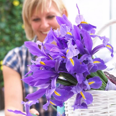 Van Zyverden 12ct Bulbs Iris Dutch Sapphire Beauty 5 Van Zyverden 12ct Bulbs Iris Dutch Sapphire Beauty - Image 5