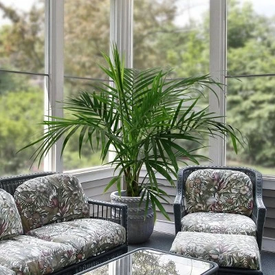 National Plant Network Live Indoor/Outdoor Majesty Palm Plant - 1ct 2.5qt 1 National Plant Network Live Indoor/Outdoor Majesty Palm Plant - 1ct 2.5qt