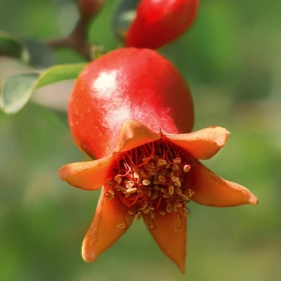 Dwarf Pomegranate - National Plant Network 2 Dwarf Pomegranate - National Plant Network - Image 2
