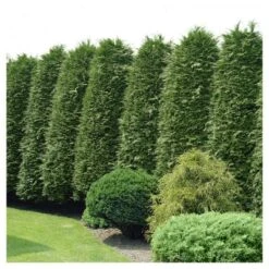 Cypress 'Leyland' 1pc - National Plant Network U.S.D.A Hardiness Zone 5-9 - 2.5 Quart 5 Cypress 'Leyland' 1pc - National Plant Network U.S.D.A Hardiness Zone 5-9 - 2.5 Quart -D'Eco Store GUEST 202d0517 5d47 464c b9a1 f897aacd94da