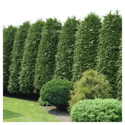 Cypress 'Leyland' 1pc - National Plant Network U.S.D.A Hardiness Zone 5-9 - 2.5 Quart 3 Cypress 'Leyland' 1pc - National Plant Network U.S.D.A Hardiness Zone 5-9 - 2.5 Quart - Image 3