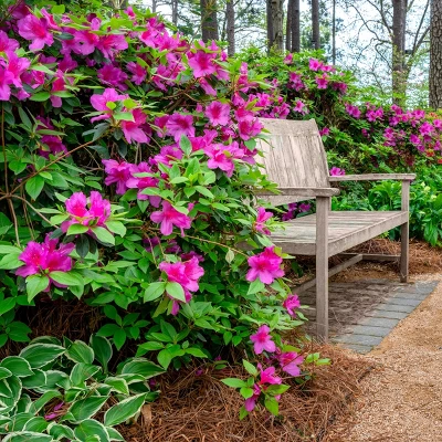 Encore 1pc Azalea Autumn Amethyst - National Plant Network 2 Encore 1pc Azalea Autumn Amethyst - National Plant Network - Image 2