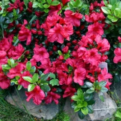 Azalea 'Johanna' 1pc U.S.D.A. Hardiness Zones 6-8 National Plant Network 2.25gal 5 Azalea 'Johanna' 1pc U.S.D.A. Hardiness Zones 6-8 National Plant Network 2.25gal -D'Eco Store GUEST 21357325 e777 4da5 9734 b2fa3464b82e