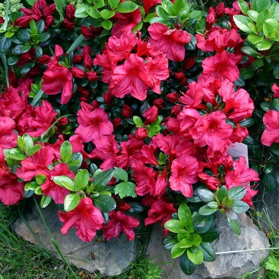 Azalea 'Johanna' 1pc U.S.D.A. Hardiness Zones 6-8 National Plant Network 2.25gal 3 Azalea 'Johanna' 1pc U.S.D.A. Hardiness Zones 6-8 National Plant Network 2.25gal - Image 3