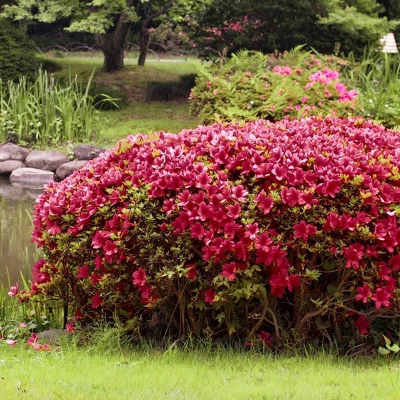 Azalea 'Johanna' 1pc U.S.D.A. Hardiness Zones 6-8 National Plant Network 2.25gal 2 Azalea 'Johanna' 1pc U.S.D.A. Hardiness Zones 6-8 National Plant Network 2.25gal - Image 2
