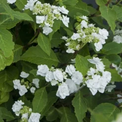 National Plant Network Live Outdoor 4" Wedding Gown Hydrangea Plants - 3ct 13 National Plant Network Live Outdoor 4" Wedding Gown Hydrangea Plants - 3ct -D'Eco Store GUEST 21d25f50 0758 4c0c aa1f 8da59145e998