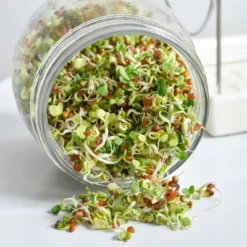 Tribest GEO Sprouting Jar System With Stainless Steel Rack And Ceramic Base Plate – Clear 11 Tribest GEO Sprouting Jar System With Stainless Steel Rack And Ceramic Base Plate – Clear -D'Eco Store GUEST 233561dd d0c4 4b22 8d23 695e494c00e1