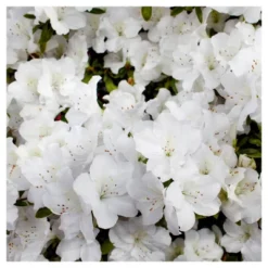 Azalea Delaware Valley White' 1pc - National Plant Network - U.S.D.A. Hardiness Zones 5 - 8 5 Azalea Delaware Valley White' 1pc - National Plant Network - U.S.D.A. Hardiness Zones 5 - 8 -D'Eco Store GUEST 23ee9ed0 c8a1 457a a461 e59ee458a1bc