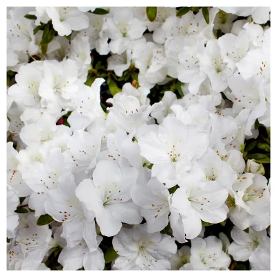 Azalea Delaware Valley White' 1pc - National Plant Network - U.S.D.A. Hardiness Zones 5 - 8 3 Azalea Delaware Valley White' 1pc - National Plant Network - U.S.D.A. Hardiness Zones 5 - 8 - Image 3