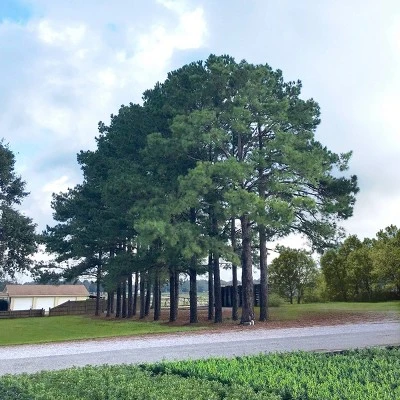 2.25gal Loblolly Pine Tree - National Plant Network 1 2.25gal Loblolly Pine Tree - National Plant Network