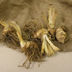 3ct Bearded Iris Superstition Roots - Van Zyverden