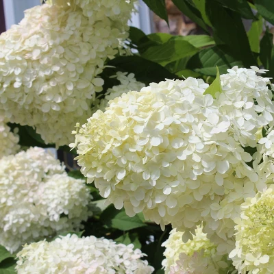 Hydrangea 'Phantom' 2.5qt U.S.D.A. Hardiness Zones 4-8 - 1pc - National Plant Network 1 Hydrangea 'Phantom' 2.5qt U.S.D.A. Hardiness Zones 4-8 - 1pc - National Plant Network