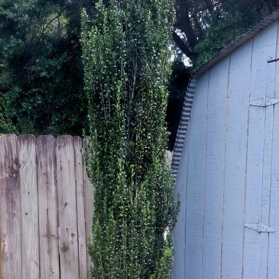 National Plant Network Live Outdoor Sky Pencil Holly Plant - 1ct 1gal 1 National Plant Network Live Outdoor Sky Pencil Holly Plant - 1ct 1gal