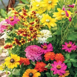 Collections Etc Roll Out Flower Seeded Mats That Attract Butterflies - Set Of 2 8 Collections Etc Roll Out Flower Seeded Mats That Attract Butterflies - Set Of 2 -D'Eco Store GUEST 38560af1 0a91 4214 b23d 7645cf930dfc