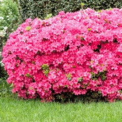 2.5qt Macrantha Pink Azalea Plant With Pink Blooms - National Plant Network 5 2.5qt Macrantha Pink Azalea Plant With Pink Blooms - National Plant Network -D'Eco Store GUEST 39f608e9 819f 44be 8f69 d5065bac36f7